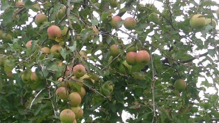 Regional erzeugtes Obst ist gelebter Klima- und Landschaftsschutz. Bild: GABOT.