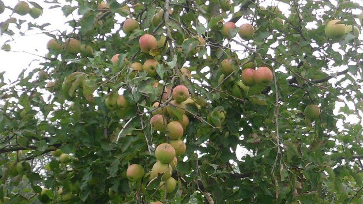 In NRW wachsen Apfelbäume auf 2.051 ha. Bild: GABOT.