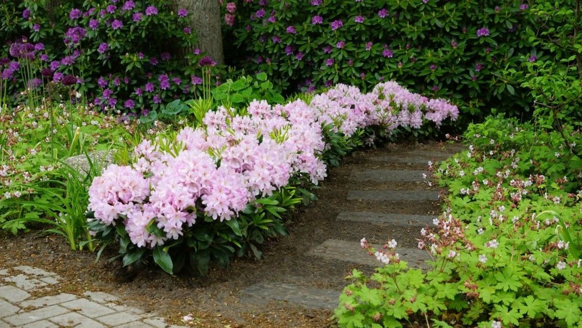 Inkarho-Rhododendren: Fr torffreie Pflanzerde geeignet | Gabot.de