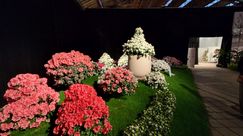 Impressionen von den Genter Floraliën. Bild: GABOT.