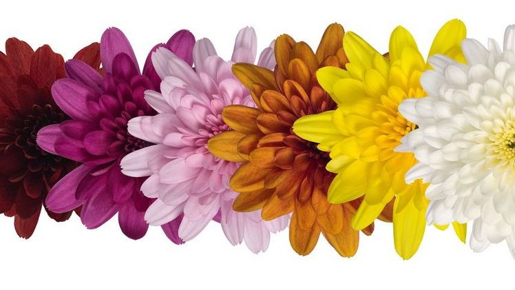 Ihre Namen beziehen sich auf fruchtige Milchshake-Aromen: Kokos, Banane, Papaya, Kirsche, Erdbeere und Himbeere. Bild: Royal Van Zanten.