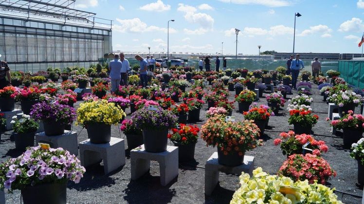 FlowerTrials wird es in diesem Jahr bei Syngenta nicht geben. Bild: GABOT.