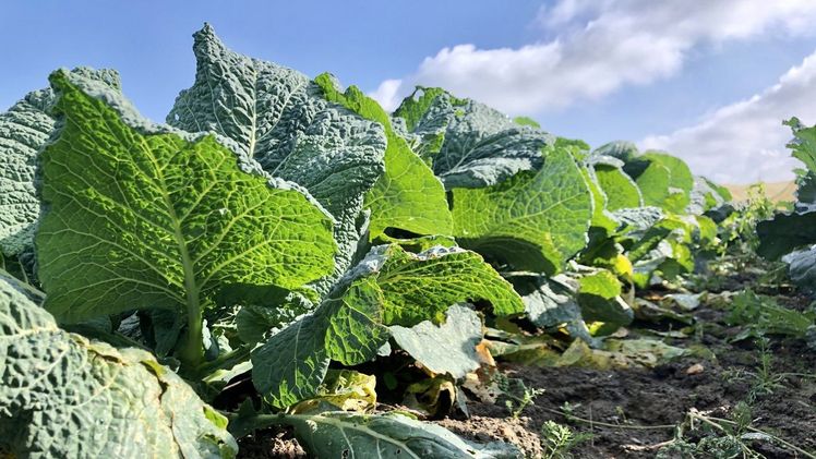 Beim Profi-Gemüsebautag können sich Gemüseanbauer zu den Themenschwerpunkten Marktlage, Pflanzenschutz, Düngung und Betriebsführung informieren. Bild: Landvolk Niedersachsen.