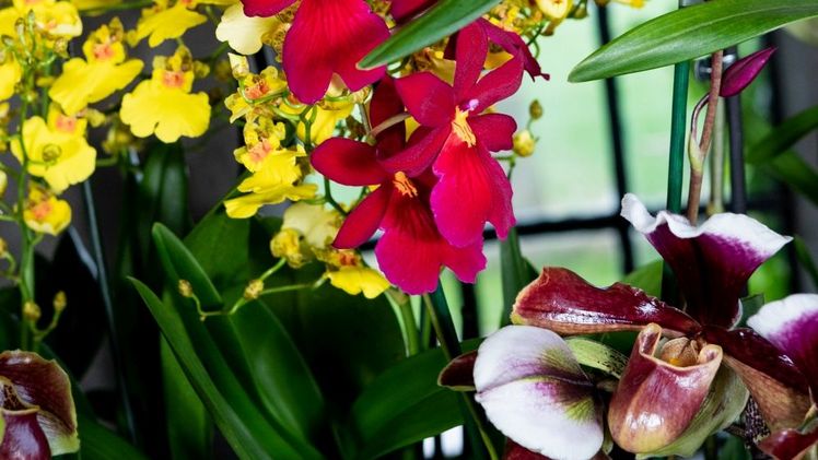 Am 4. September 2025 ist der Internationale Tag der Orchidee! Vielfalt und Langlebigkeit zeichnen diese Topfpflanzen aus. Foto: GPP/orchidsinfo.