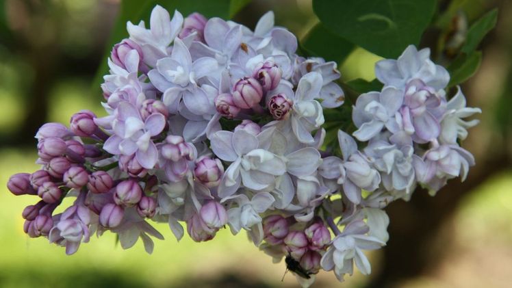 Syringa vulgaris "Polina Osipenko". Violette Knospen öffnen sich zu in einem helleren Lila eingefärbten, gefüllten Blüten. Ein echter Hingucker für jeden Garten! Bild: Piccoplant.