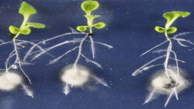 Keimlinge von Arabis alpina, die in Gewebekultur mit Helotiales-Pilz inokuliert worden sind. Bild: Uni Köln.