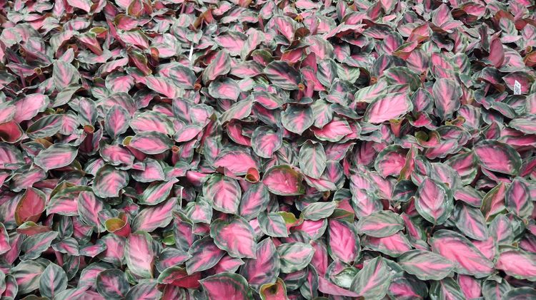 Ein spezielles Züchtungsprogramm soll bei  der Gattung Calathea neue Sorten hervorbringen. Bild: GABOT.