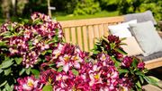 Die dreifarbigen Blüten sind ein echtes Highlight. Bild: Happydendron®/INKARHO®.