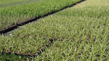 Impressionen von der Boomkwekerij Peers. Bild: GABOT.