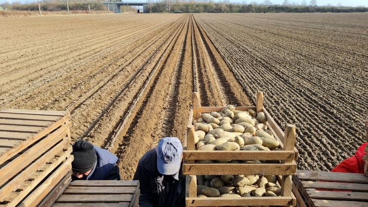 Valentinstag wurden die ersten Frühkartoffeln gepflanzt, um sie am Muttertag zu ernten und in der Direktvermarktung anzubieten. Bild: Landvolk.