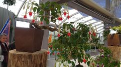 Brunnert: Fuchsien-Bonsai sind die besonderen Exponate auf dem Passagierdeck in der Mitte der Blumenhalle.