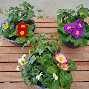 Schöne bepflanzte Frühlingsschalen zu verkaufen