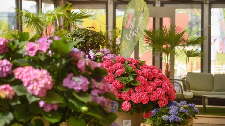Alle 2 Wochen gibt es im Eventzelt Oase eine neue Blumenausstellung. Bild: © Markus van Offern. 