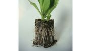 PAPER POT, gefüllt mit einem sorgfältig ausgewählten Bewurzelungssubstrat. Bild: Ceres International.