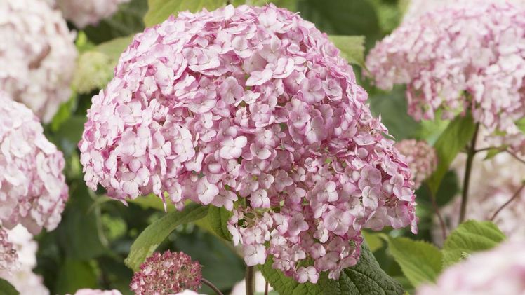 Mit Candybelle® Bubblegum bringt Pellens Hortensien Farbe in die Reihe der Hydrangea arborescens. Bild: Plantipp.