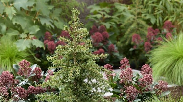 Picea Little Nordic: Ein elegantes, schnellwüchsiges Schmuckstück für den Innen- wie Außenbereich ist Picea Little Nordic. Bild: Plantipp-