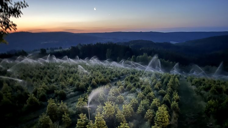 Eine Frostberegnung legt bei Minustemperaturen einen schützenden Eispanzer um die jungen Triebe und schützt sie so in Spätfrostnächten im Mai und Juni vor Erfrierungen. Foto: Uwe Klug, Christbaum Klug, Mittelsinn. 