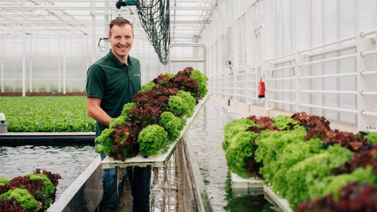 Auf einer Fläche von ca. vier Fußballfeldern können so das ganze Jahr über bis zu 10 Millionen Salate mit Wurzelballen geerntet werden. Bild: Kaufland.