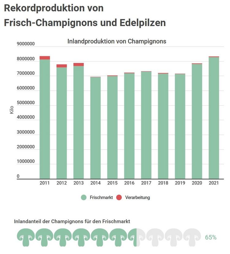 Die Schweizer Champignonproduktion ist im Aufwind und hat letztes Jahr eine Rekordmenge an Champignons produziert. Bild: Lid.