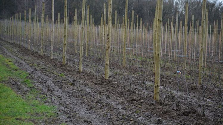 Bei der Sortenwahl achtet der Obstbauer darauf, Sorten auszuwählen, die für den jeweiligen Standort geeignet sind. Bild: Sabine Weis.
