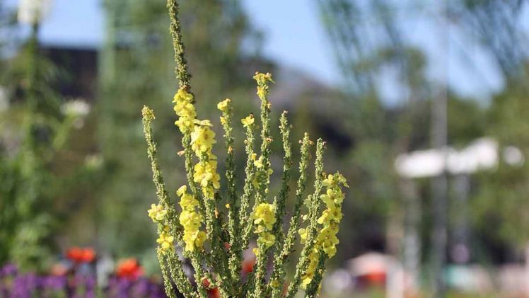 Die prächtige Königskerze breitet sich auf dem Quartiersplatz aus. Bild: Stefan Büschken, Landesgartenschau Kamp-Lintfort 2020 gGmbH.