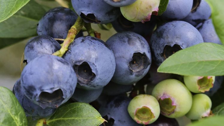 Die Blaubeere Erntekoenig ist eine großfruchtige und_stark tragende Blaubeersorte von Landgefuehl. Bild: Landgefühl. 