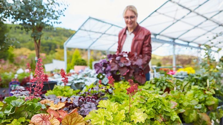 Helden des Herbstes: Der Fachhandel hält jetzt ein großes Sortiment an farbenfrohen Stauden wie diese Purpurglöckchen (Heuchera) mit intensiv gefärbten Blättern bereit. Bild: GMH/BVE.