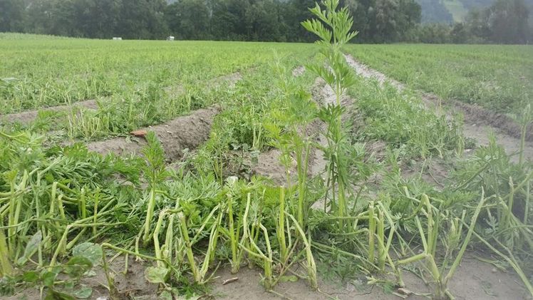 Hagelschäden bei Karotten in Fritzens/Tirol. Bild: Österreichische Hagelversicherung.