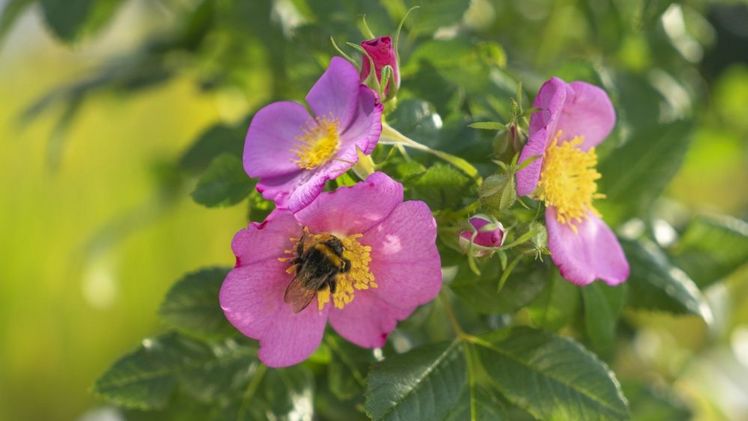 Die 'Rosy Boom Wildlife' trägt zur Förderung der Biodiversität bei. Bild: Heinje.