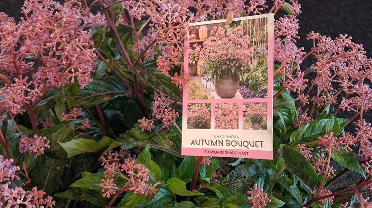 Cardiandra "Suapc 1707" ('Autumn Bouquet'). Bild: GABOT.