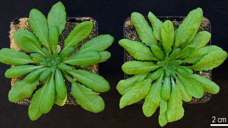 Erscheinungspflanzen zweier Arabidopsis-Pflanzen. Ausführliche Bildunterschrift siehe Ende des Meldungstextes. Bild: HHU / Franziska Kuhnert.