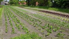 Der Gesetzentwurf eröffnet nun die Möglichkeit, für Gemüsebaukulturen eine eigenständige Ausnahmeregelung vorzusehen. Bild: GABOT.