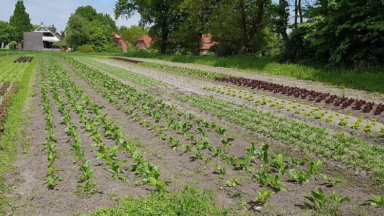 Die 290 Betriebe des Netzwerks der Demonstrationsbetriebe Ökologischer Landbau präsentieren sich in enormer Vielfalt. Bild: GABOT.