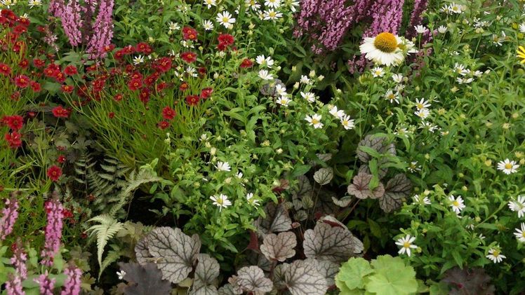 Vom 13. bis 15. Januar 2023 fanden in der Bildungsstätte Gartenbau die Grünberger Staudentage statt. Bild: GABOT.