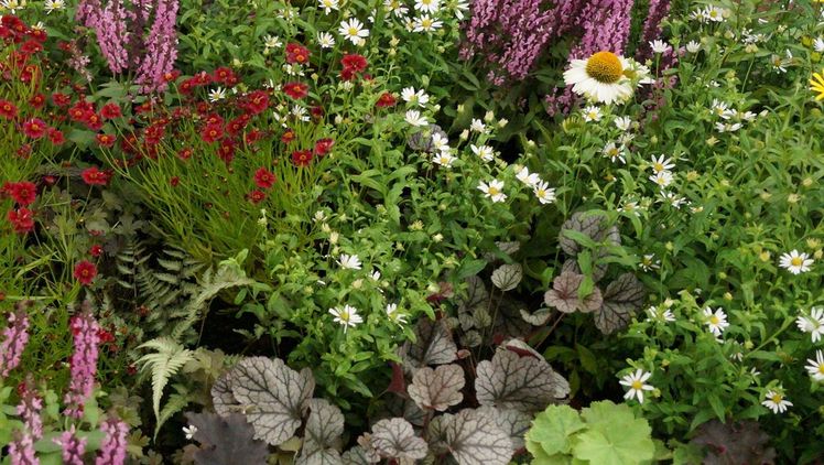 Staudensaison startet unter Corona-Vorbehalt. Bild: GABOT.