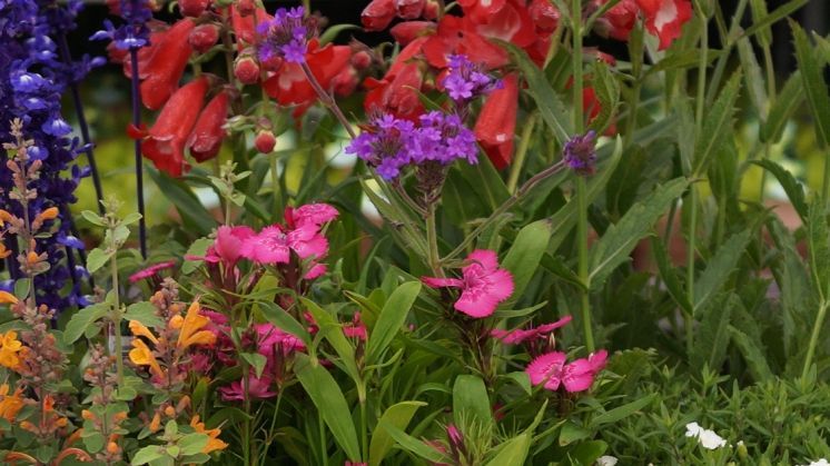 Die Gesellschaft der Staudenfreunde veranstaltet am 24. und 25. August 2023 eine internationale Fachtagung. Bild: GABOT.