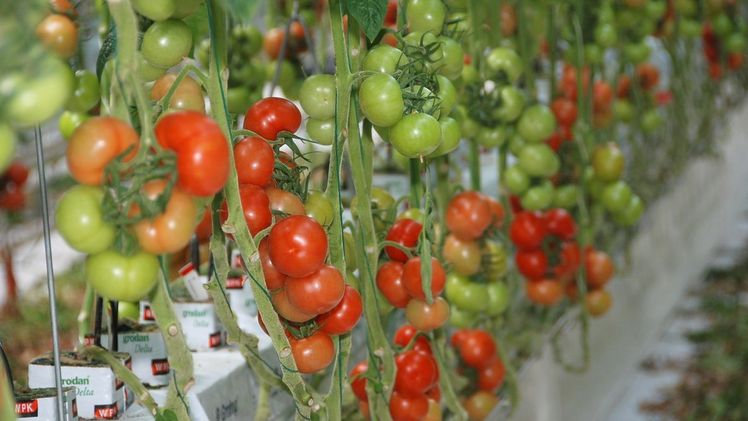 Das Programm "Cultivating the Taste of Europe in Solar Greenhouses" (CuTE-Solar) soll das Rahmenprogramm CuTE weiterentwickeln. Bild: GABOT.