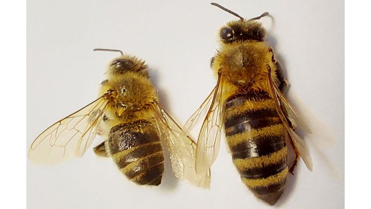 Die Qualität der Ernährung sieht man den Bienen an: Links eine unterernährte Biene, rechts eine gut entwickelte, dicke Biene. Bild: Miklos Sorfozo. Die Qualität der Ernährung sieht man den Bienen an: Links eine unterernährte Biene, rechts eine gut entwickelte, dicke Biene. Bild: Miklos Sorfozo.