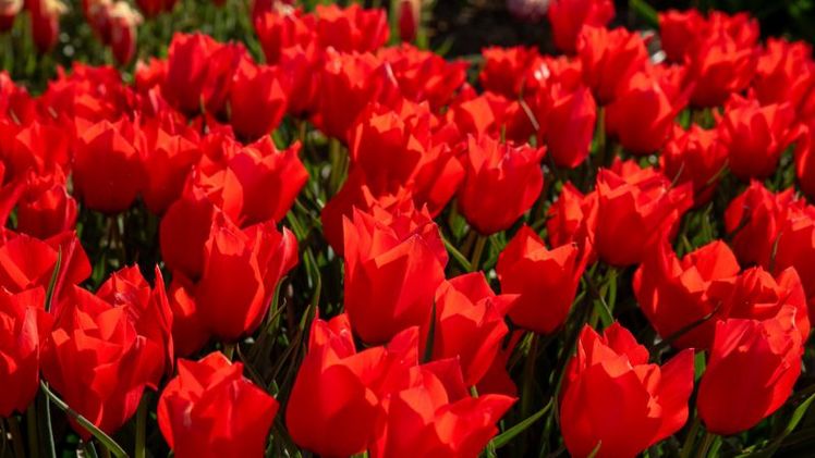 Botanische Tulpe 'Red Hunter'. Bild: © Bruno Nebelung GmbH/Kiepenkerl.