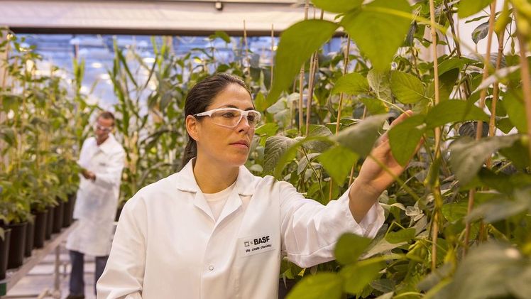 Die Innovationspipeline der BASF im Bereich Landwirtschaft umfasst Fortschritte in den Bereichen Pflanzenschutz, Saatgut und Pflanzeneigenschaften sowie digitale Lösungen. Bild: BASF.