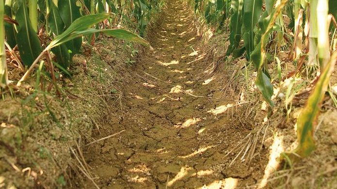 FortePhest hat Pionierarbeit bei der Entwicklung mehrerer Klassen von Herbiziden mit neuer Wirkweise geleistet, die das Wachstum von Unkräutern hemmen, ohne dass wichtige Nutzpflanzen wie Mais geschädigt werden. Bild: BASF.