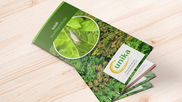 UNIKA veröffentlicht neues Merkblatt zur Schilf-Glasflügelzikade. Bild: UNIKA.
