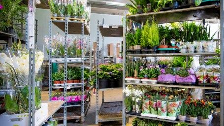 Aktionsprogramm der Container Centralen startet in dieser Woche. Bild: Royal FloraHolland.