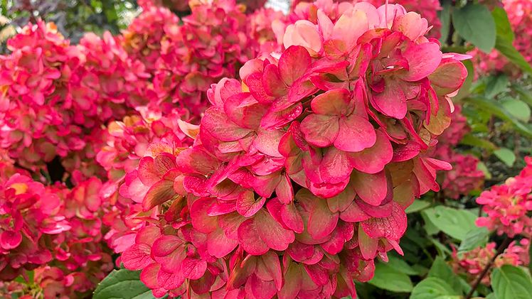 Hydrangea paniculata 'Bloody Marie'. Bild: Baumschule Helmers.