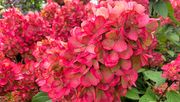 Hydrangea paniculata 'Bloody Marie'. Bild: Baumschule Helmers.