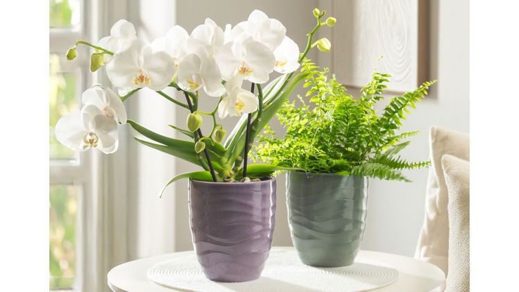 Das Orchideengefäß Breeze. Bild: Scheurich.