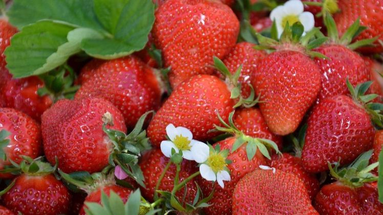 Jedes Jahr werden sie sehnsüchtig erwartet: Die frischen Erdbeeren von den heimischen Feldern. Bild: © LK OÖ.