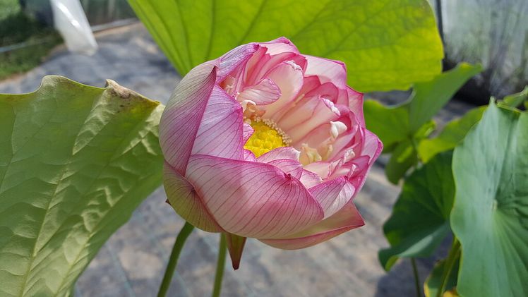 Taufe der „Seerose des Jahres 2024“ zur Eröffnung der Brandenburger Seerosensaison. Bild: Gartenbauverband Berlin-Brandenburg e.V. 