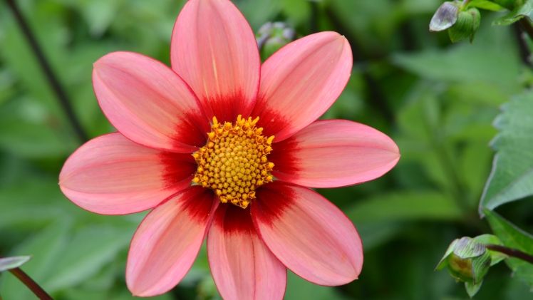 Special Verver Export:- Dahlia 'Etoile d'Amour'. Bild:  Verver Export.