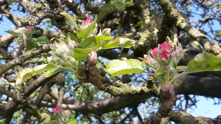 Das Risiko für Frostschäden an Apfelblüten steigt zunehmend. Bild: GABOT.